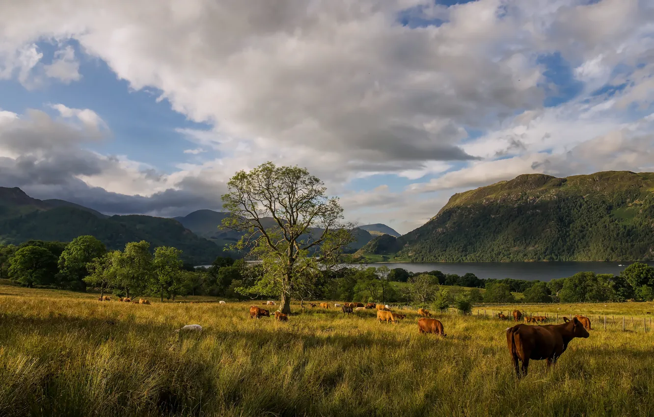 Photo wallpaper field, the sky, trees, cows, pasture, grazing