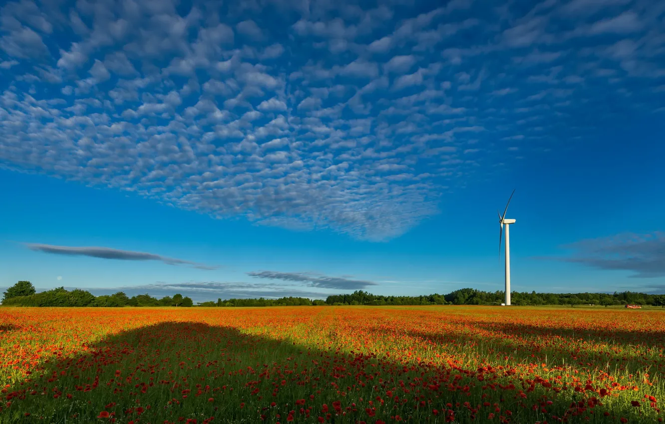Photo wallpaper field, summer, Maki, windmills