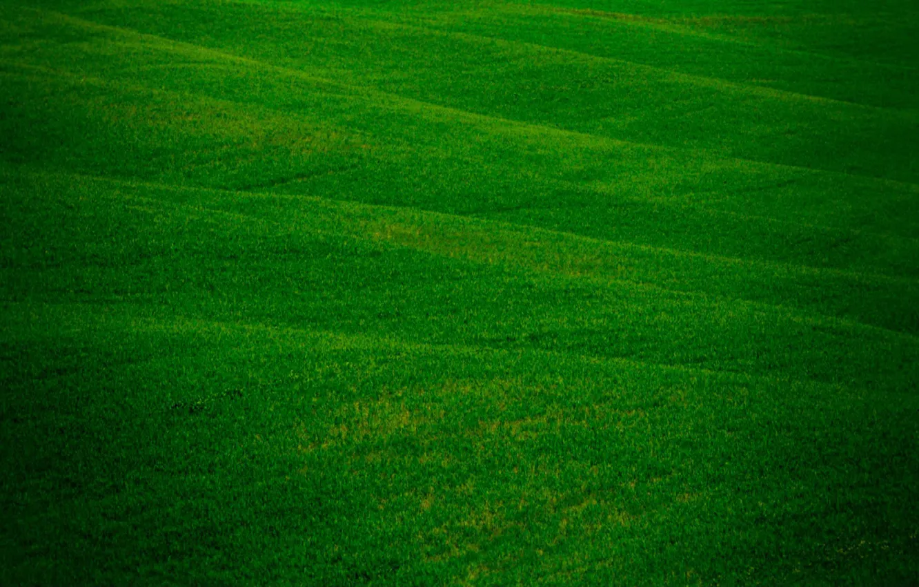 Photo wallpaper greens, field, freshness, nature, field, travicka, grass grass