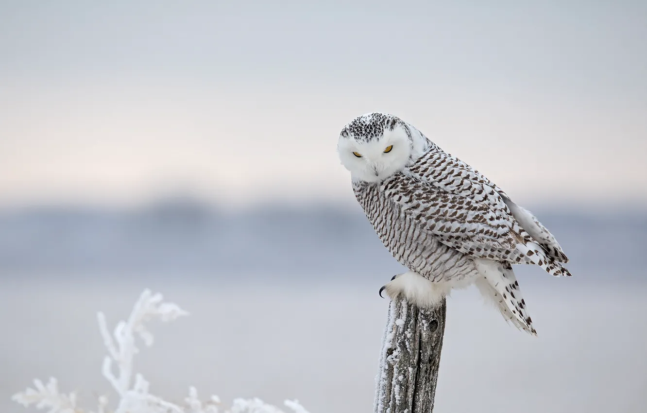 Photo wallpaper winter, frost, snow, branches, bird, posts, snowy owl