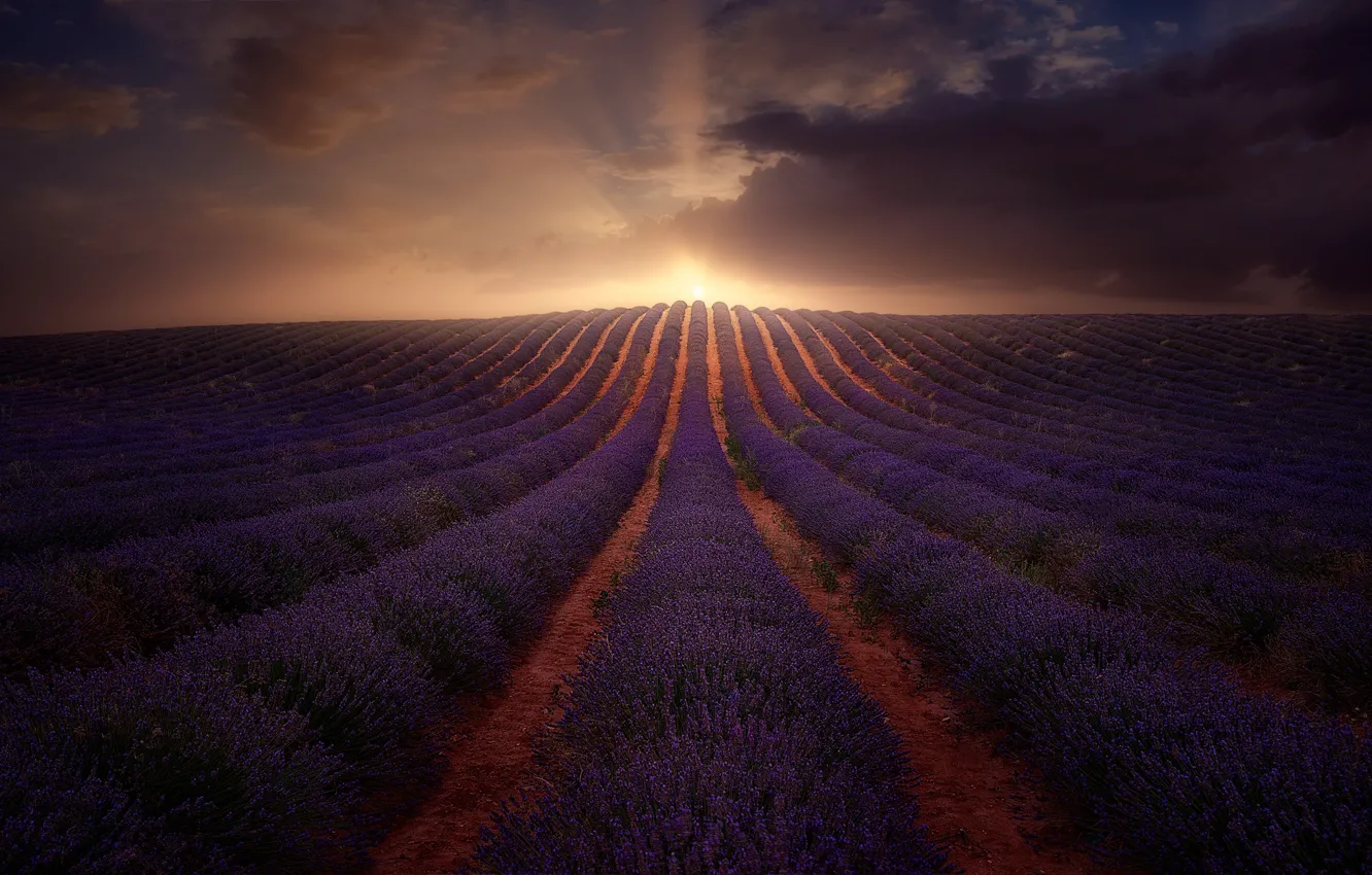 Photo wallpaper field, light, flowers, nature, hill, lavender