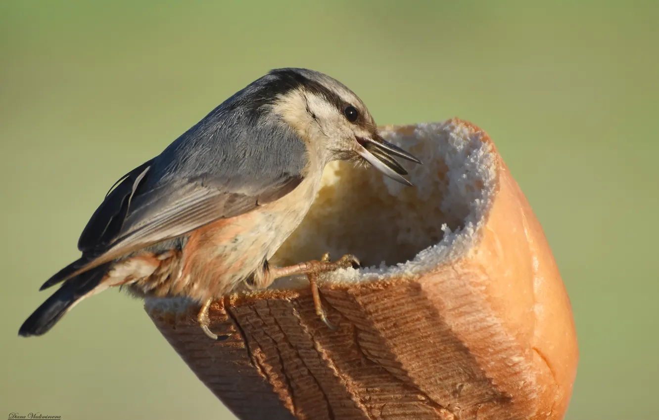 Photo wallpaper nature, bird, nuthatch, photohunt