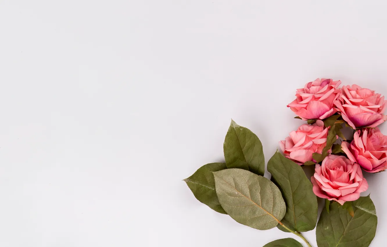 Photo wallpaper flowers, roses, bouquet, pink, pink, flowers, roses, tender