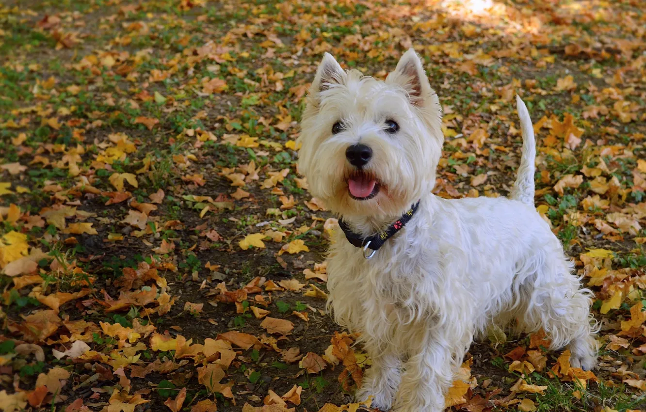 Photo wallpaper Dog, Dog, Foliage, Leaves, The West highland white Terrier