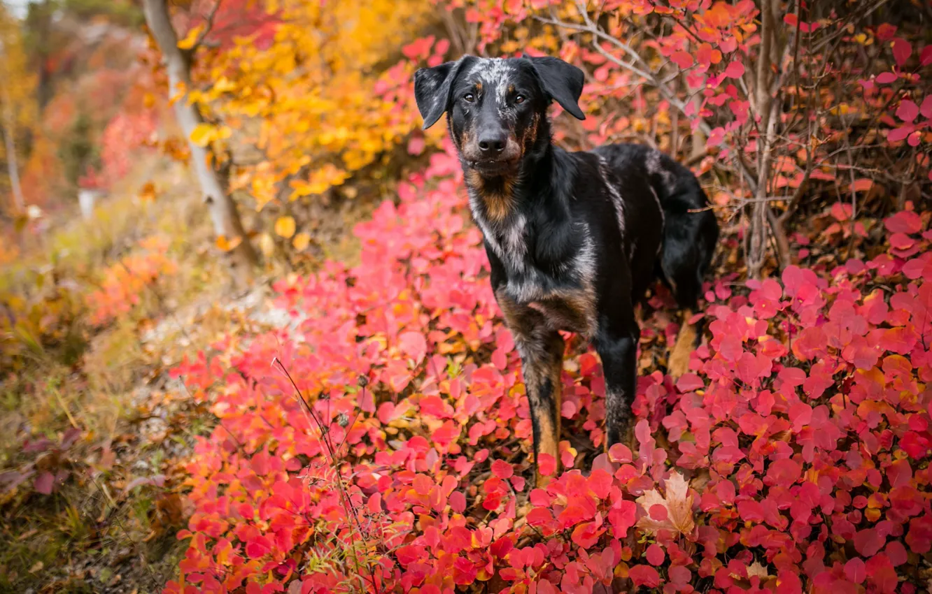 Photo wallpaper nature, each, dog