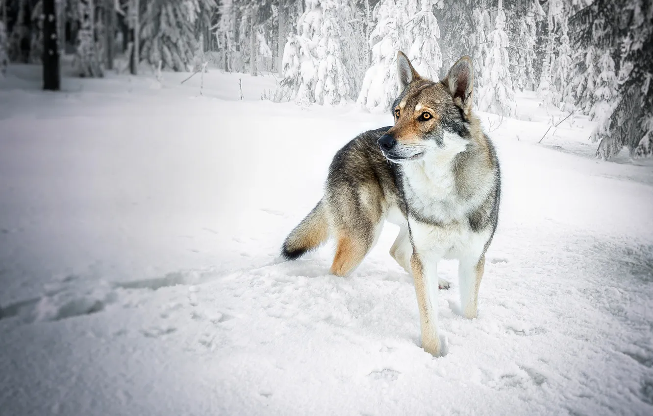 Photo wallpaper winter, forest, look, face, snow, traces, nature, pose