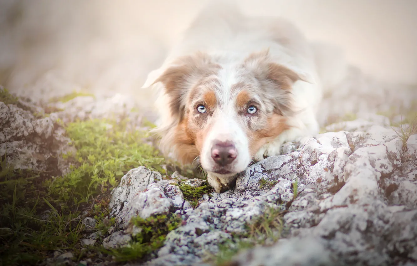 Photo wallpaper summer, look, each, dog