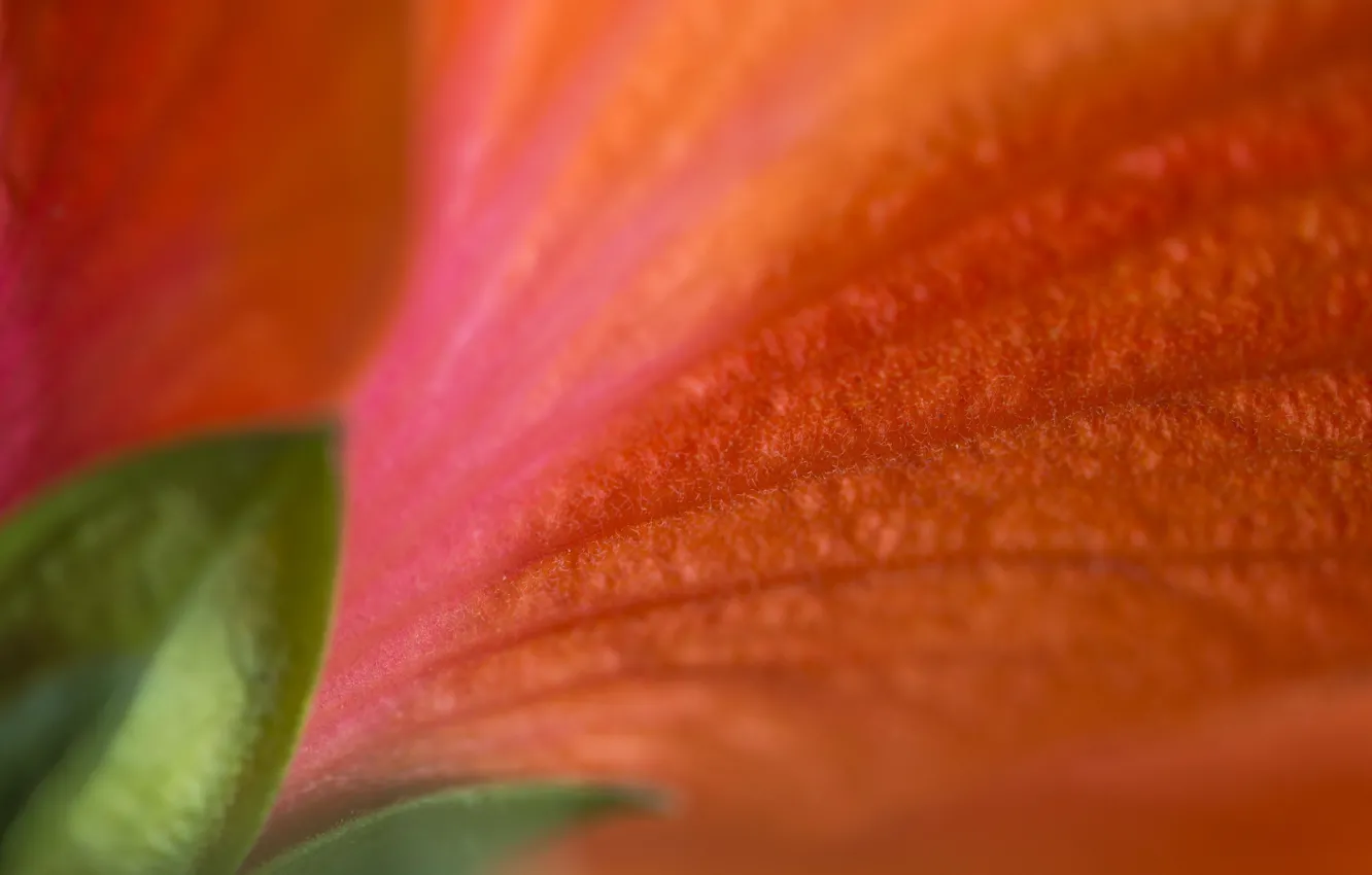 Photo wallpaper flowers, texture, petals