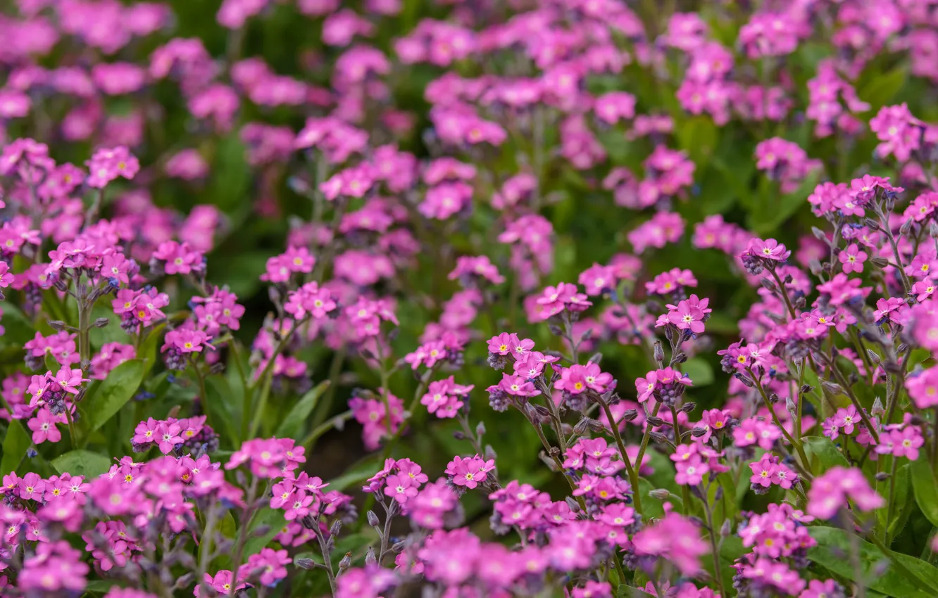 Photo wallpaper flowers, glade, spring, garden, pink, a lot, bokeh, forget-me-nots