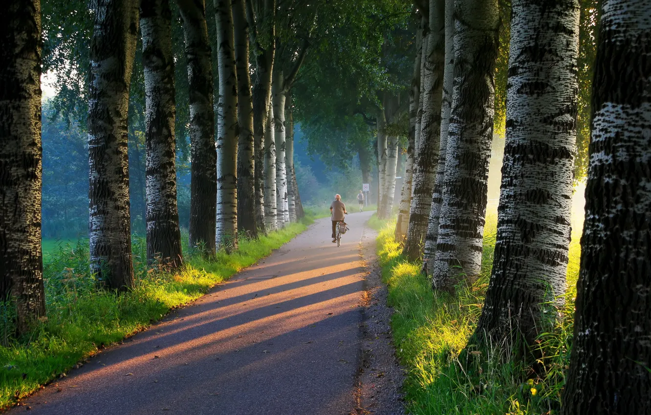Photo wallpaper road, light, morning, birch