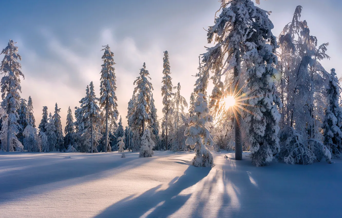 Photo wallpaper winter, forest, snow, trees, the snow