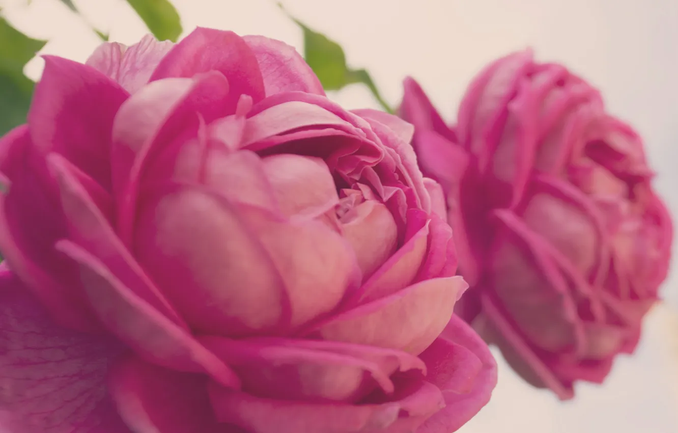 Photo wallpaper flowers, petals, pink