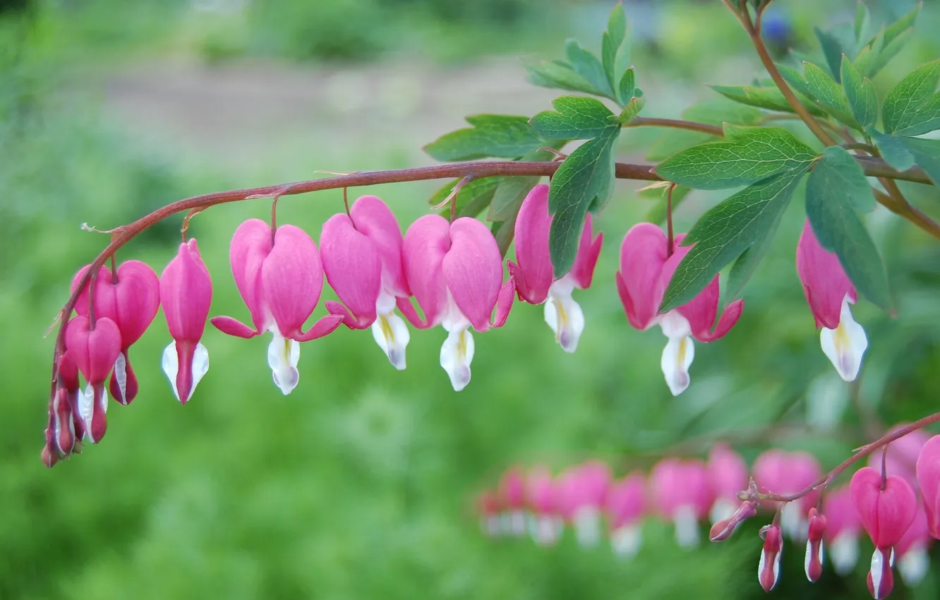 Photo wallpaper flowers, photo, tenderness, pink, the bleeding heart