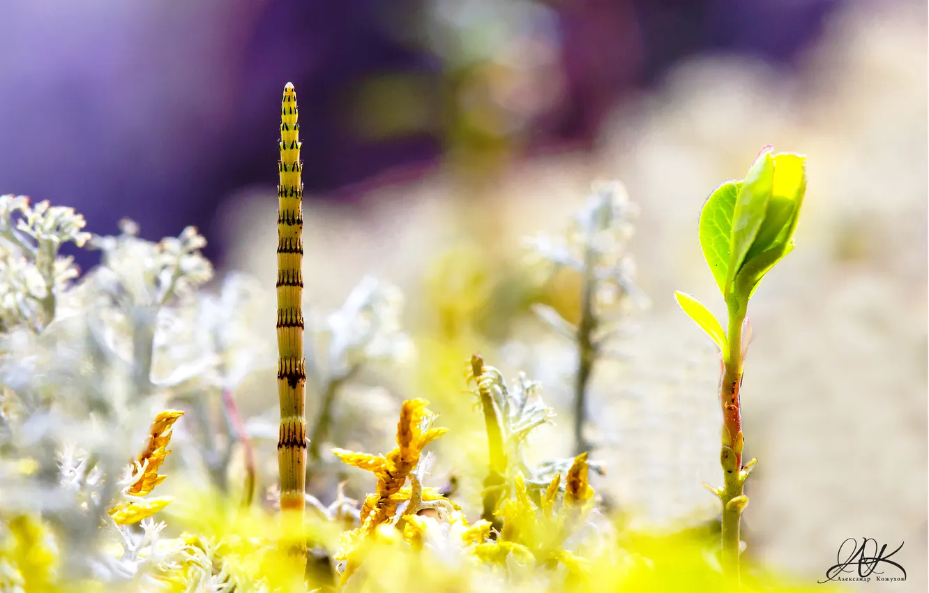 Photo wallpaper macro, landscape, moss, horsetail, Micropeza