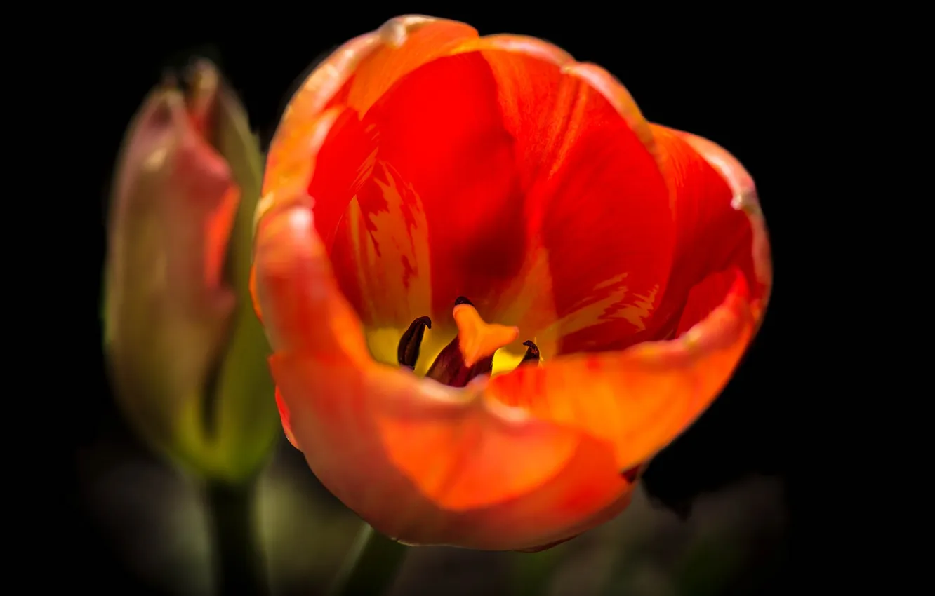 Photo wallpaper macro, paint, petals, tulips