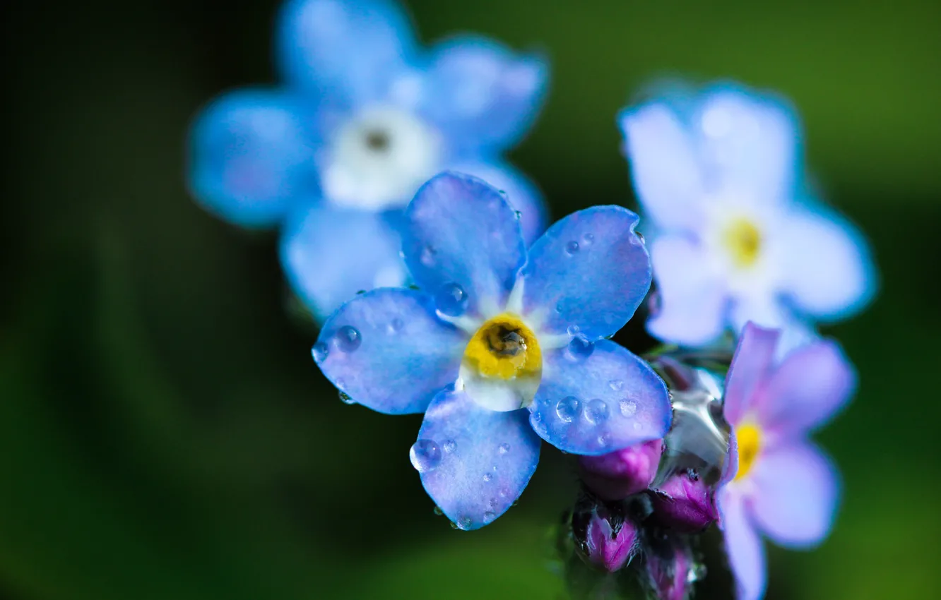 Photo wallpaper flower, drops, macro, Rosa, field, blue, forget-me-not