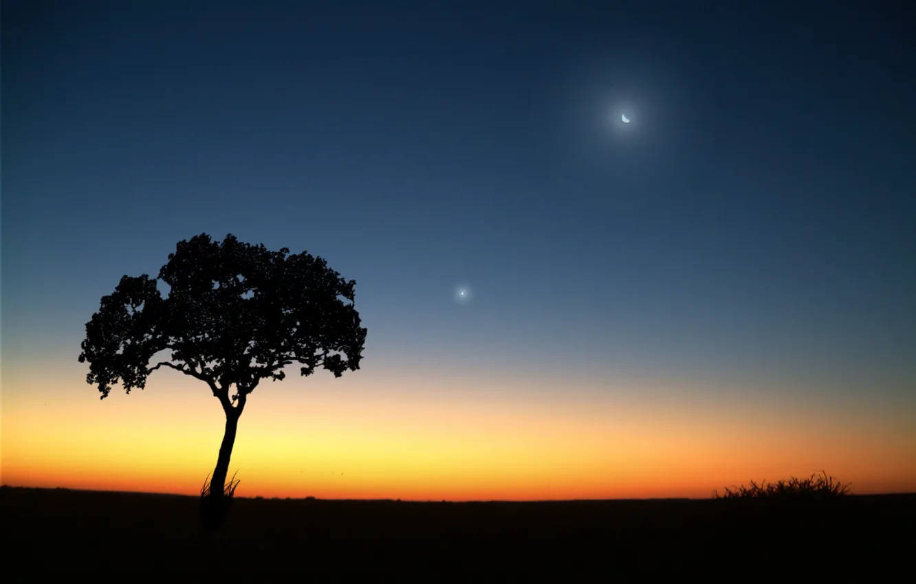 Photo wallpaper the moon, Tree, the evening