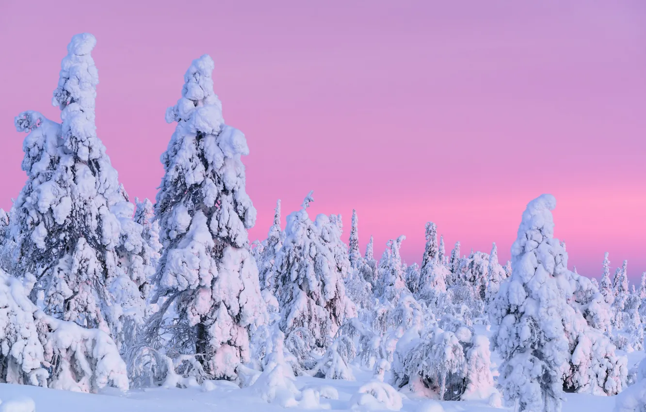 Photo wallpaper winter, frost, forest, the sky, snow, trees, nature, ate