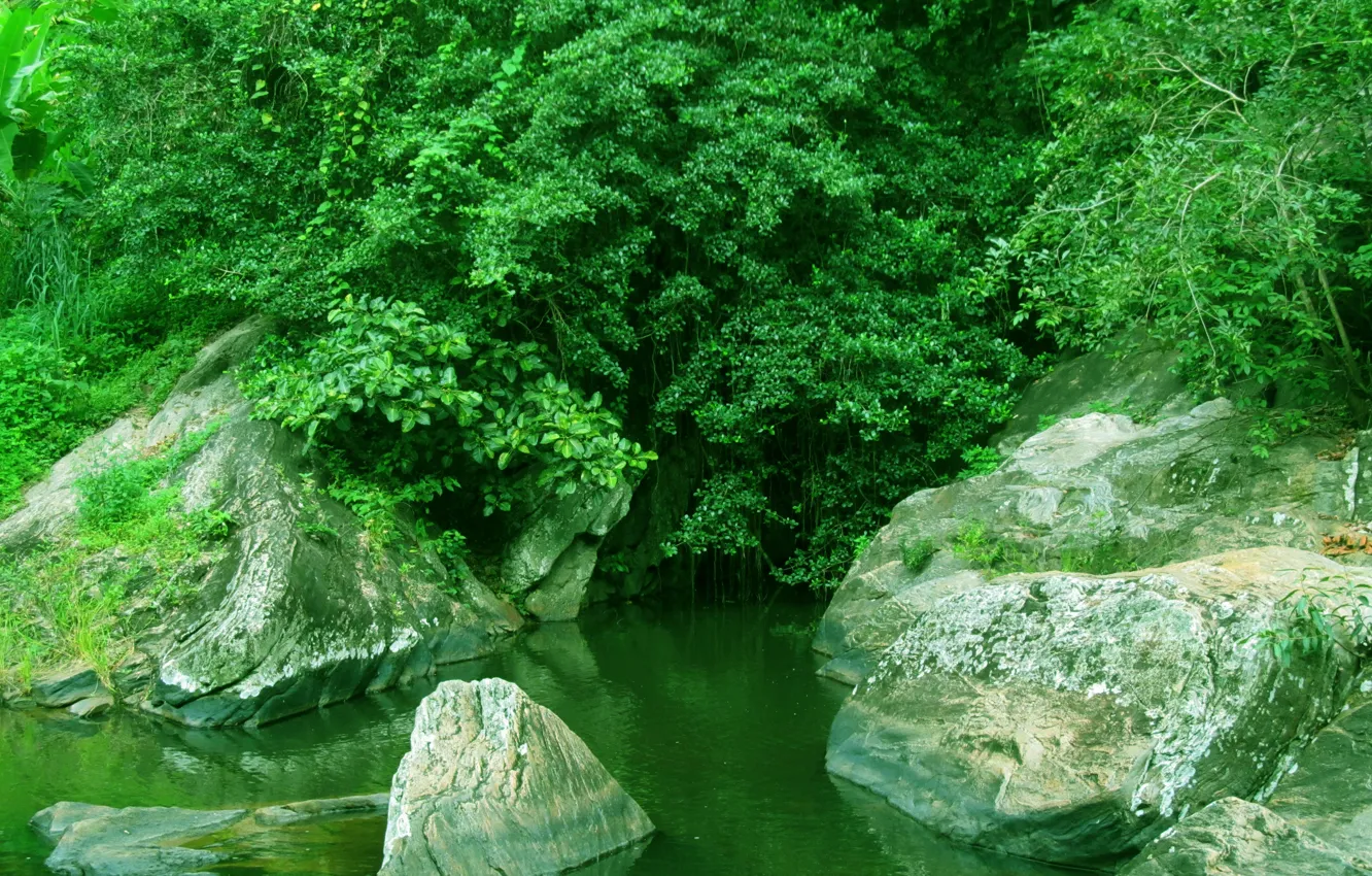 Photo wallpaper green, forest, nature, water, stream