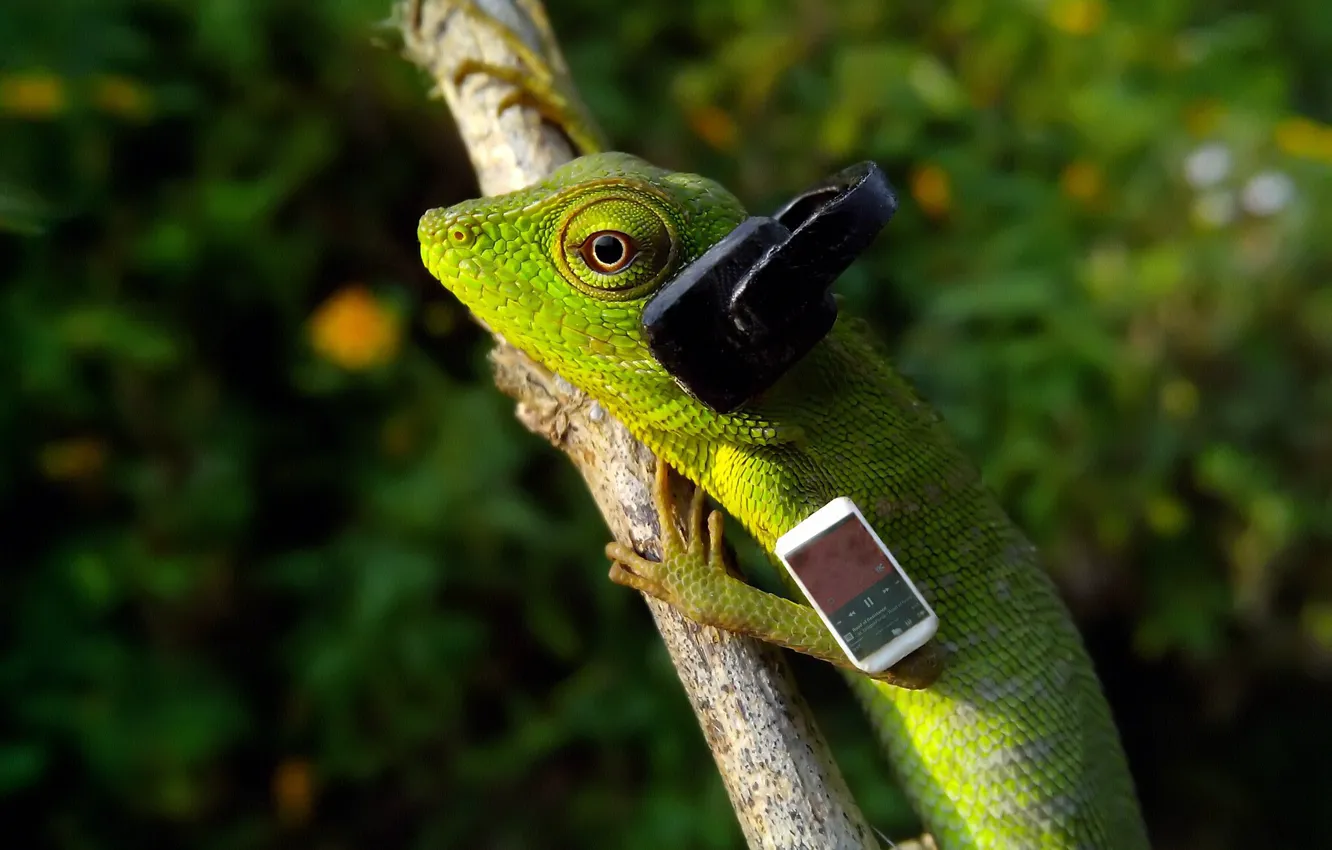 Photo wallpaper music, headphones, lizard, reptile, smartphone