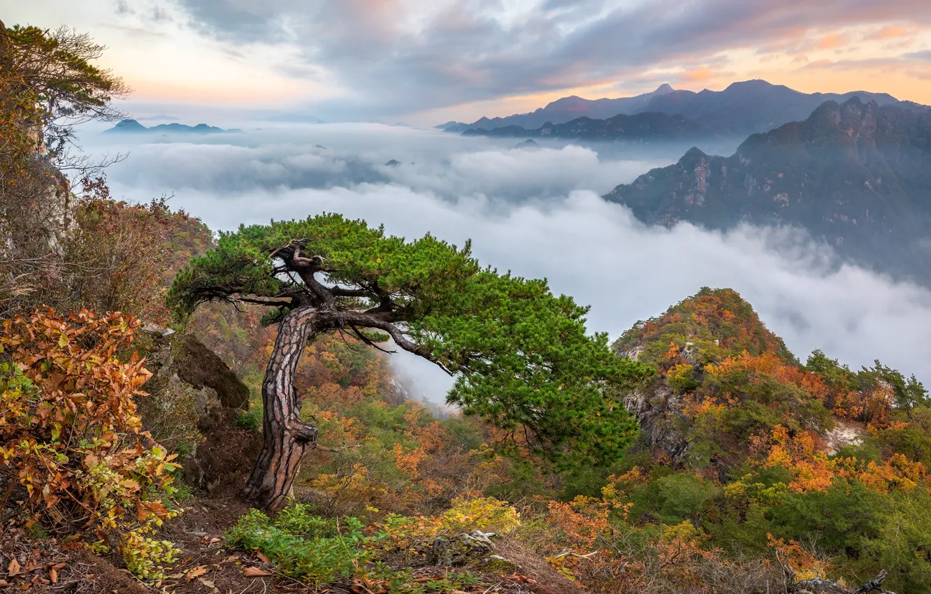 Photo wallpaper autumn, clouds, trees, landscape, mountains, nature, rocks, pine