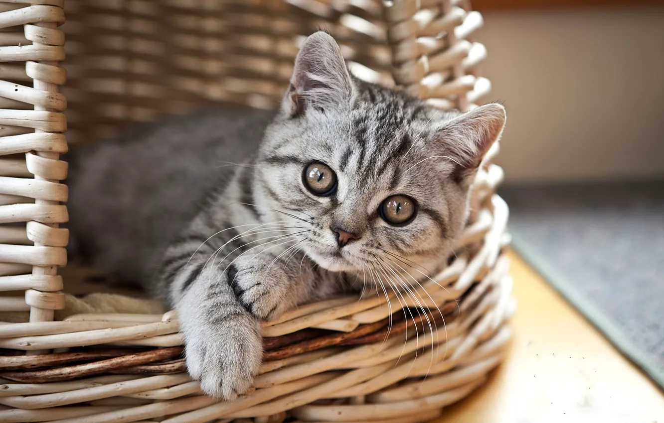 Photo wallpaper look, basket, kitty