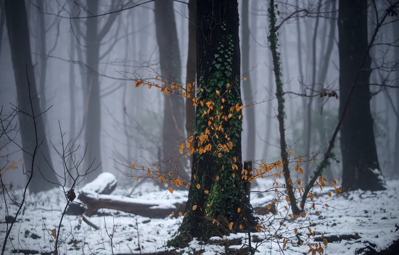 Photo wallpaper winter, forest, snow, haze