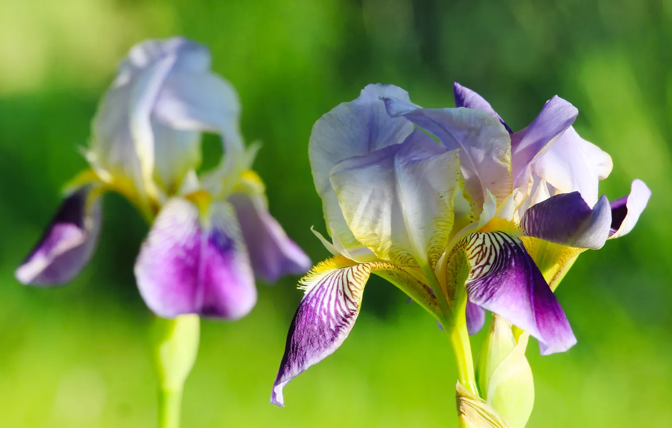 Photo wallpaper flower, spring, lily