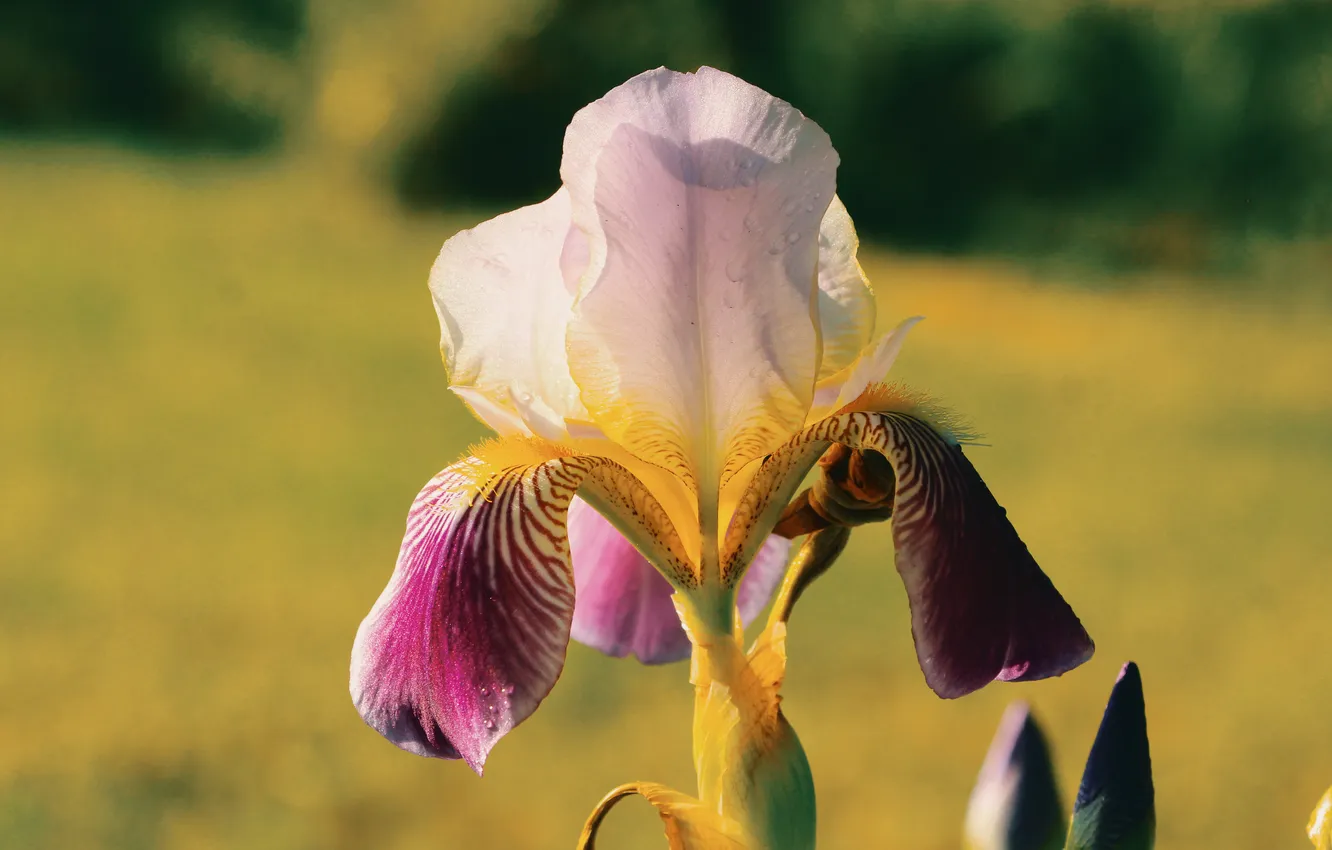 Photo wallpaper flower, spring, lily