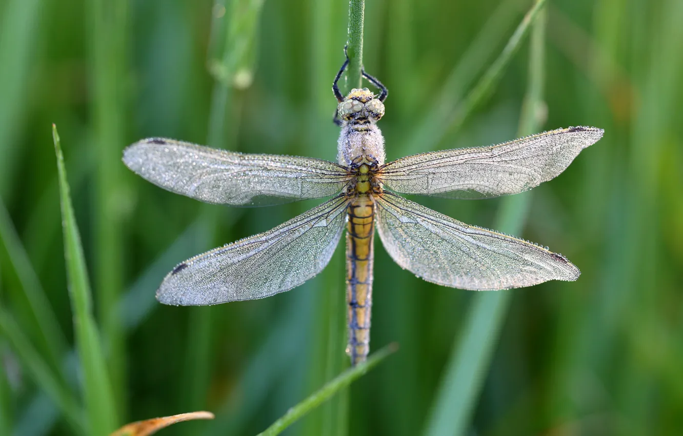 Photo wallpaper grass, drops, macro, Rosa, dragonfly