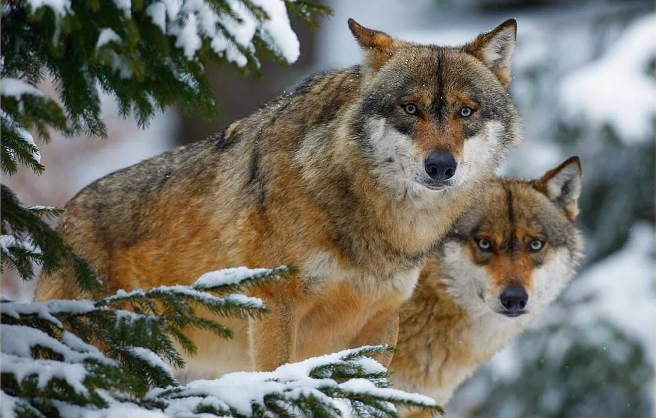 Photo wallpaper Predator, nature, animal, wolf, wildlife, portrait, portrait., Canis lupus. face