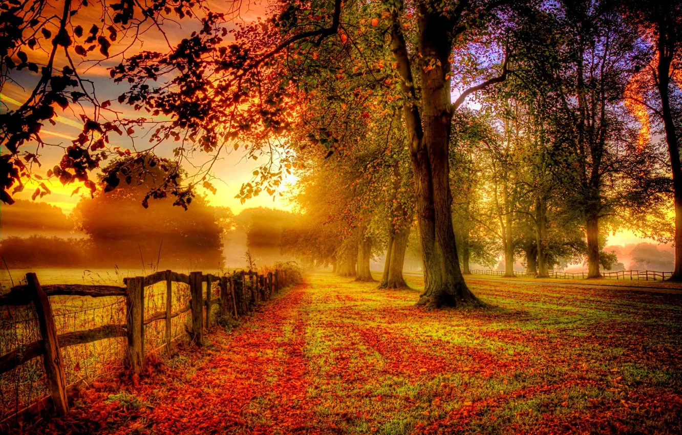 Photo wallpaper road, autumn, leaves, trees, nature, Park, colors, colorful