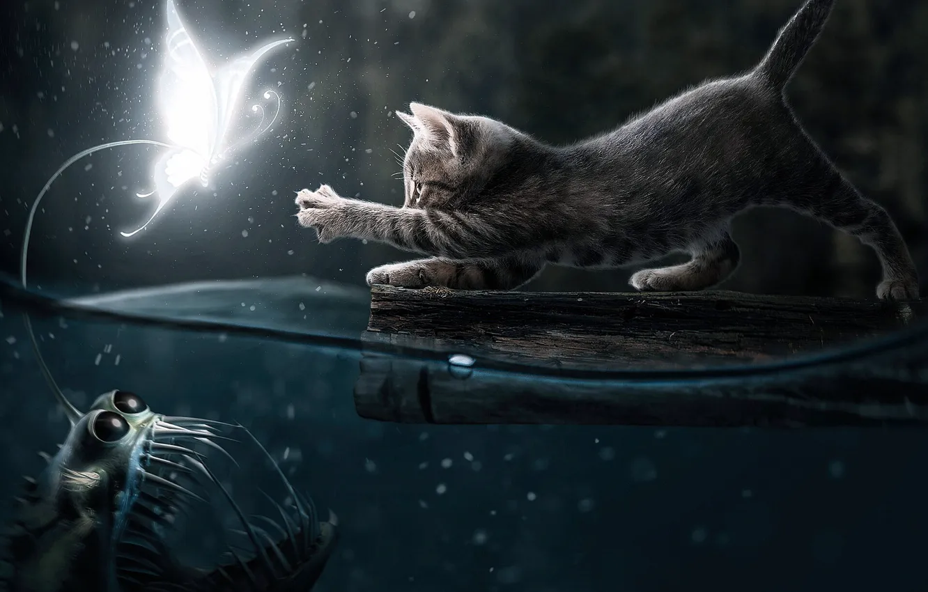 Wallpaper Water, Night, Cat, Fish, Two, Pussy, Hunting for mobile and