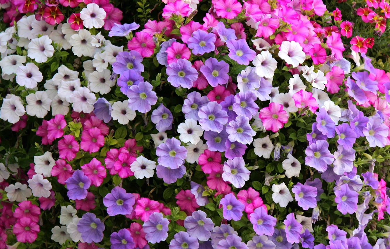 Photo wallpaper white, pink, lilac, Petunia