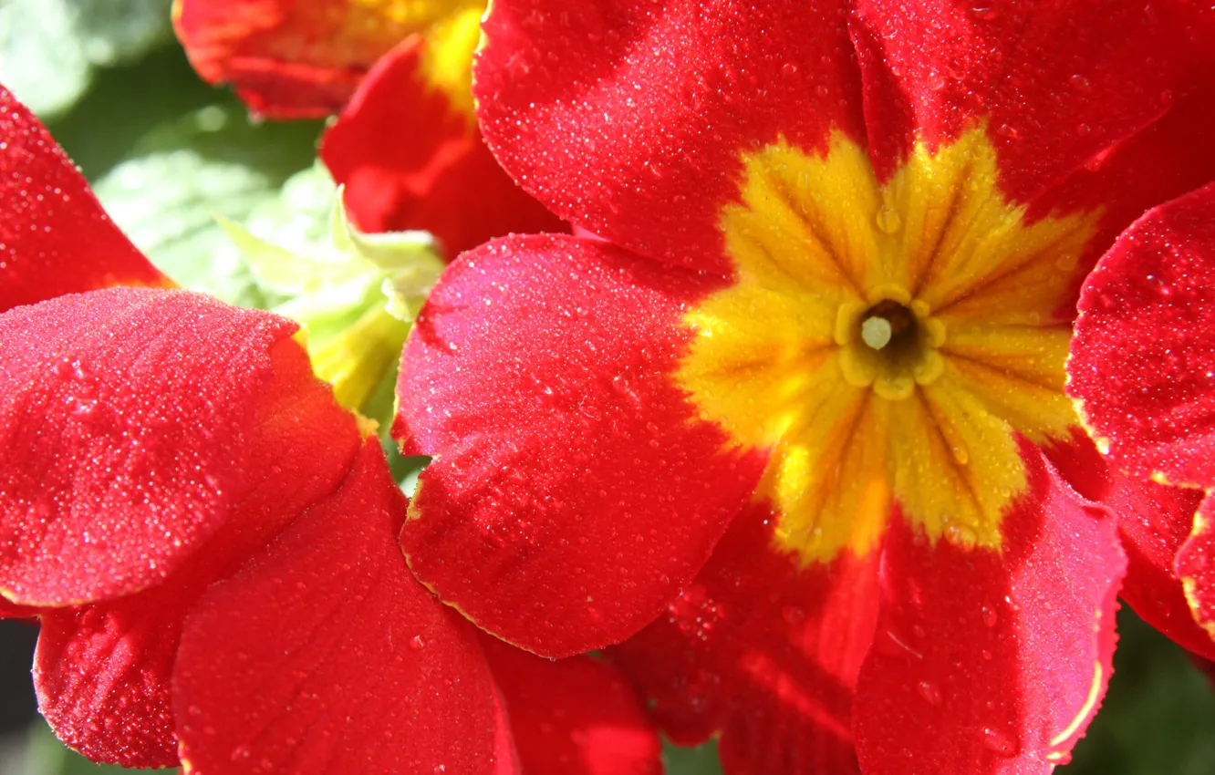 Photo wallpaper colorful, flower, nature, Primula red