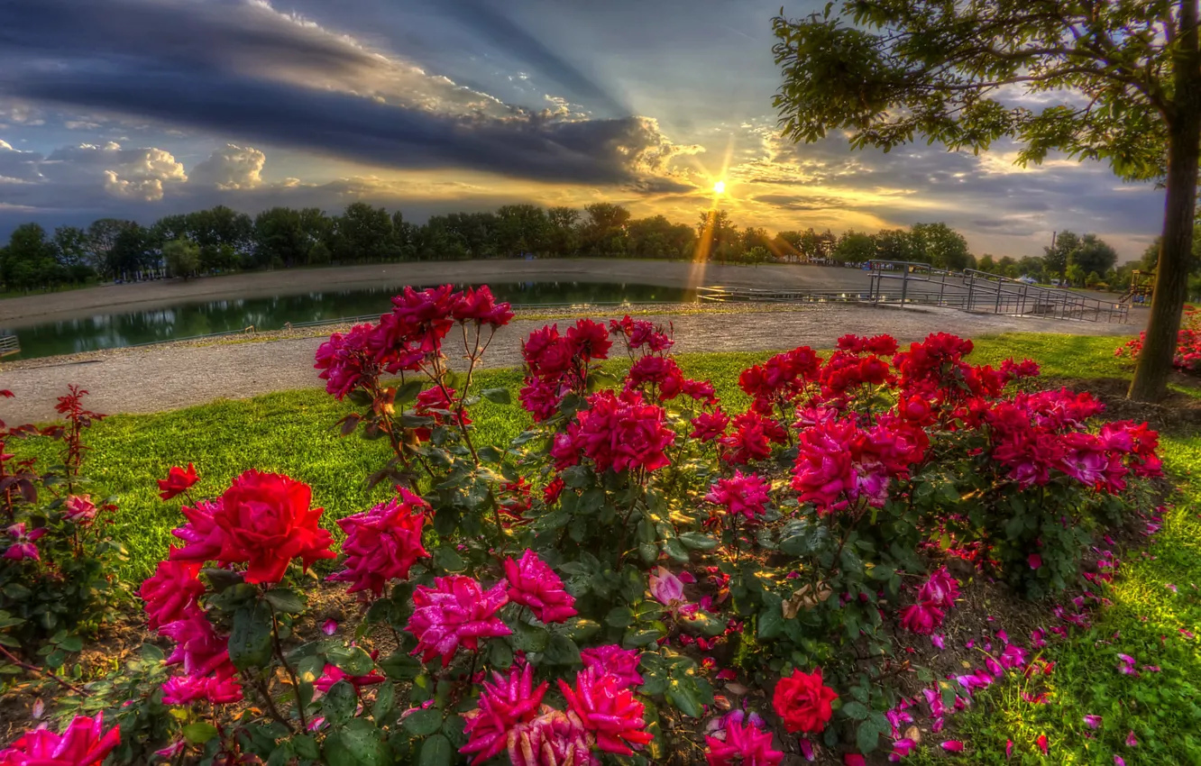 Photo wallpaper summer, the sun, rays, trees, landscape, flowers, nature, lake