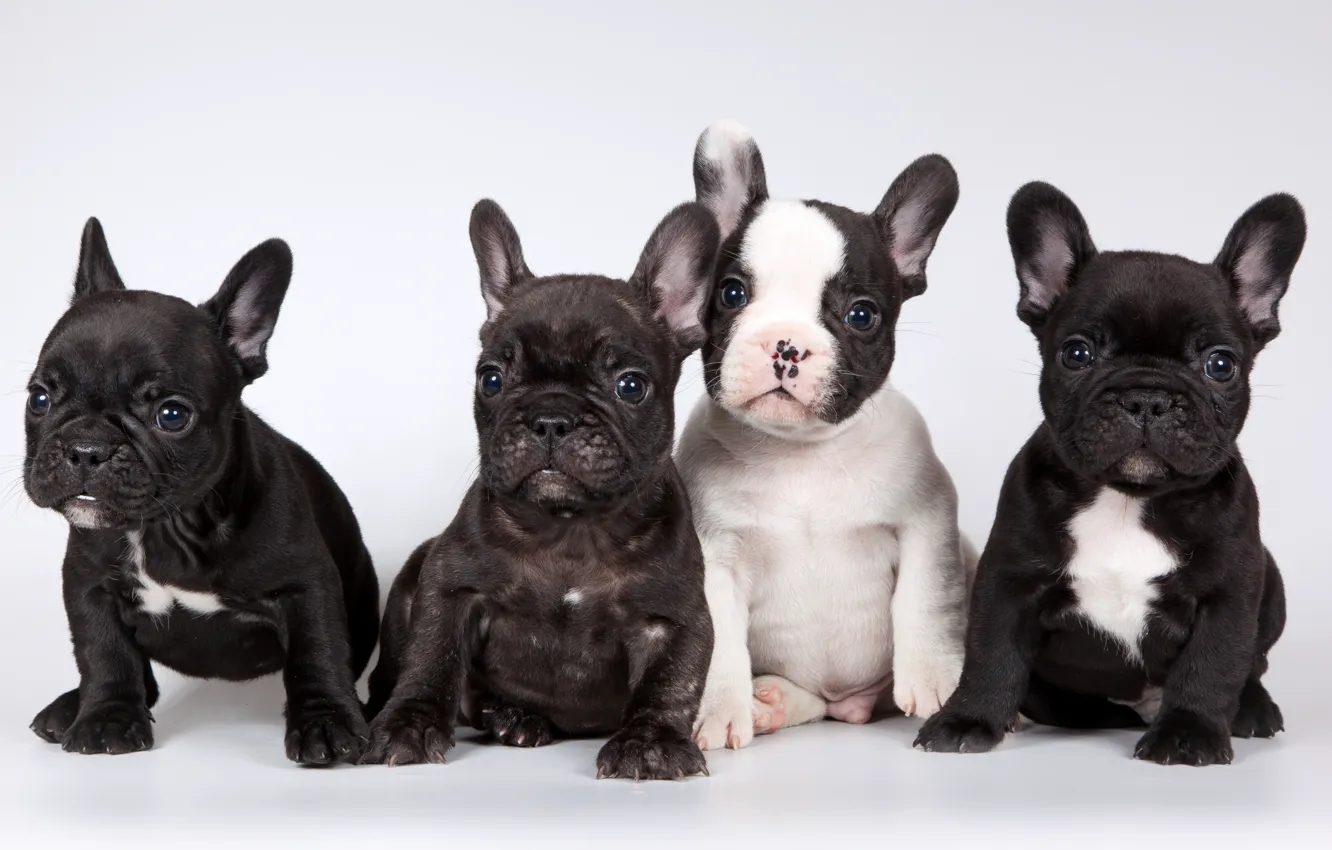 Photo wallpaper puppies, French bulldog, cute