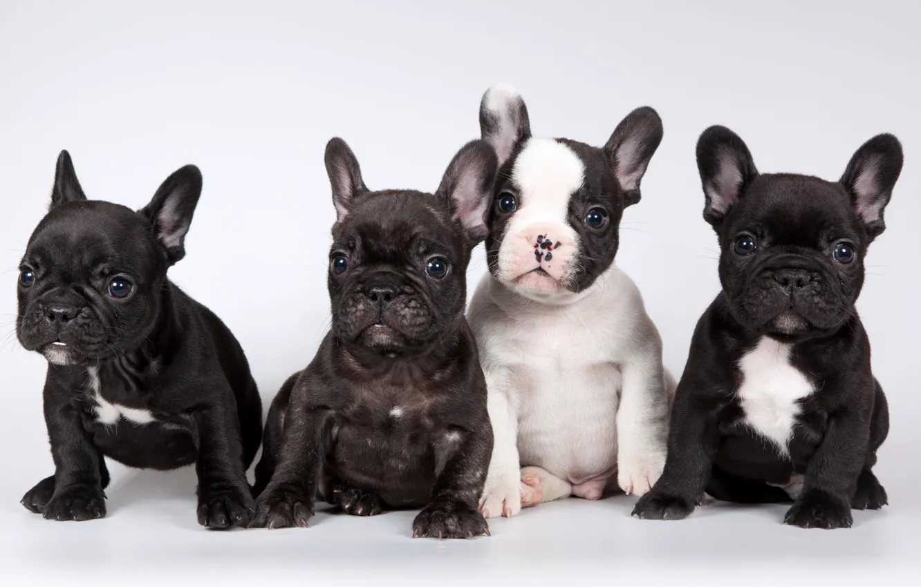 Photo wallpaper sweetheart, puppy, French bulldog