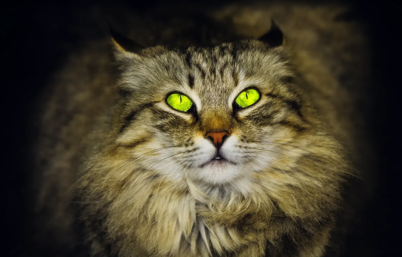 Photo wallpaper green eyes, looking up, Siberian cat