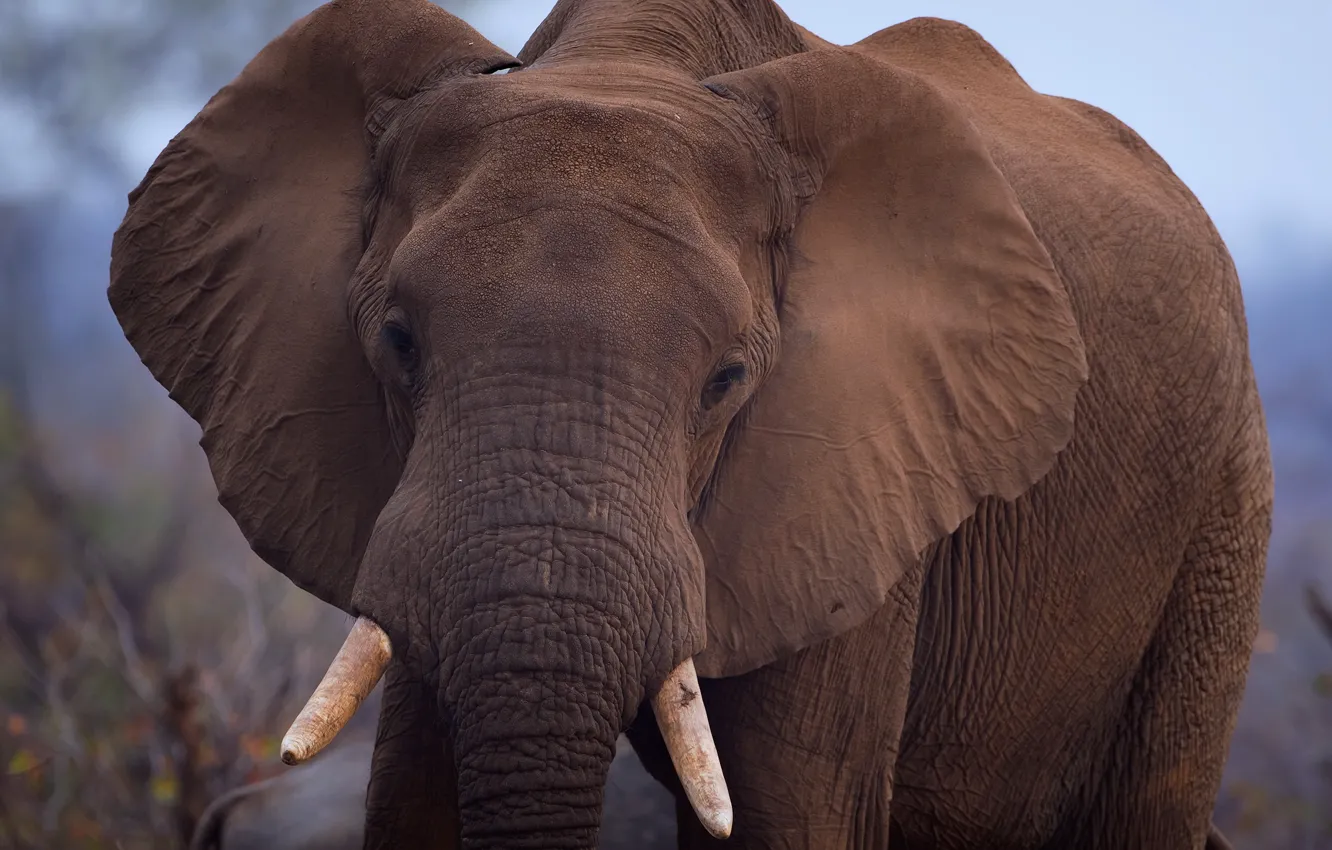 Photo wallpaper nature, background, elephant