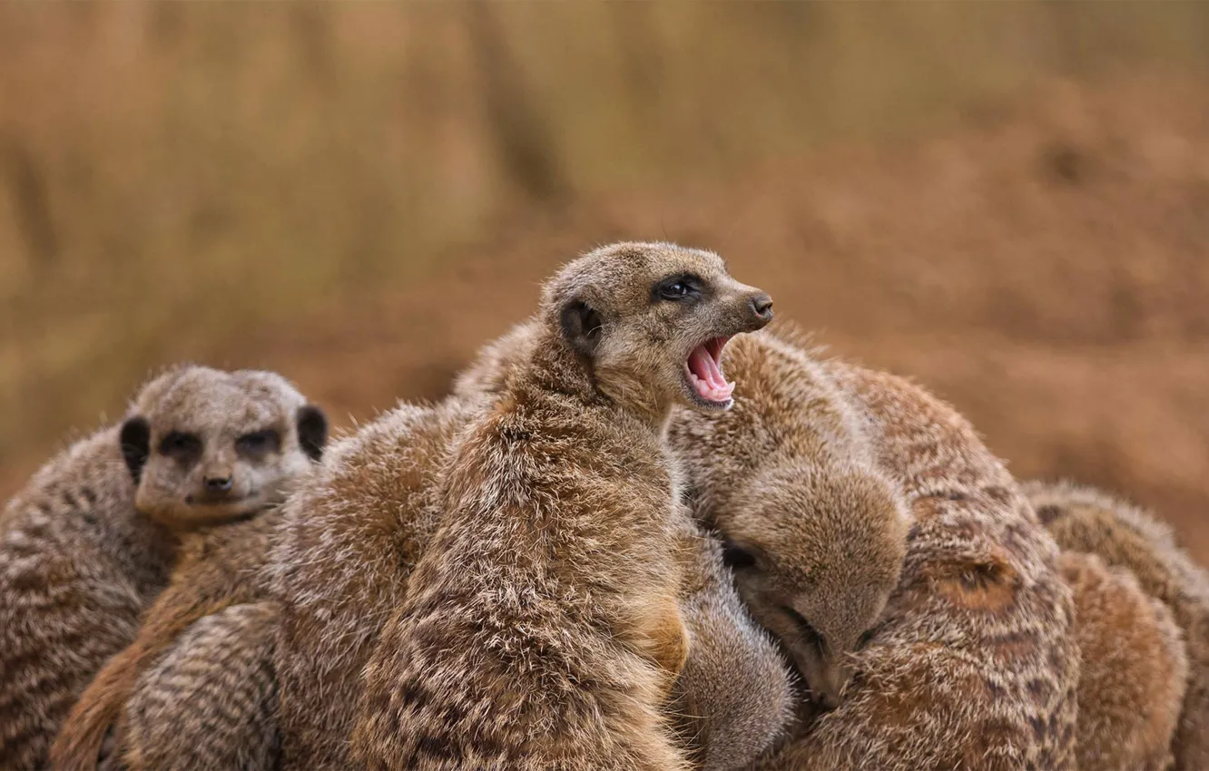 Photo wallpaper meerkats, Africa, mammal