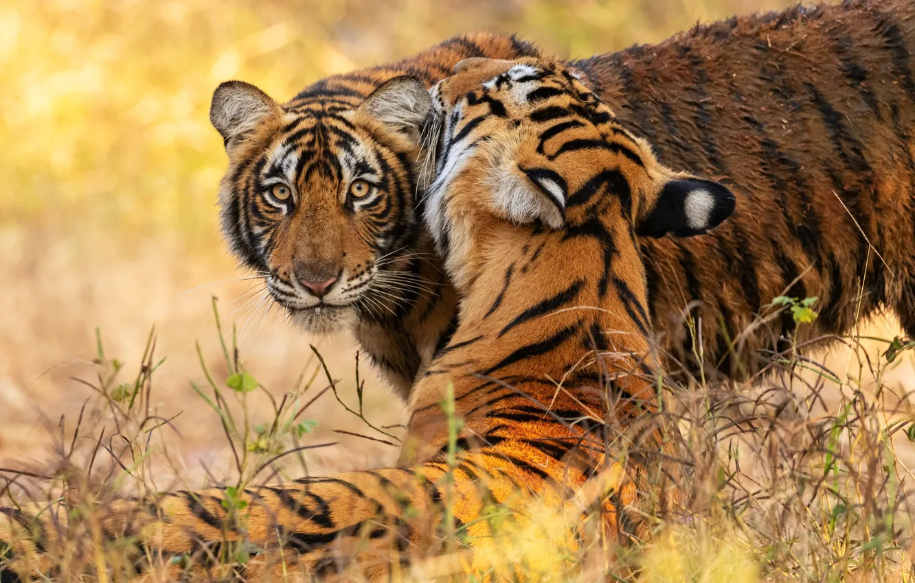 Photo wallpaper grass, look, face, nature, tiger, pose, tigress, tiger