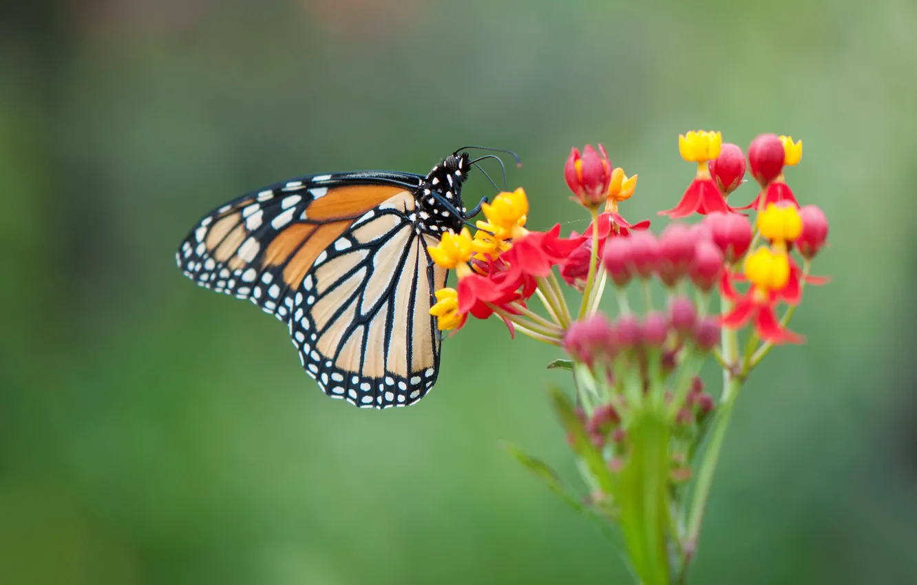 Photo wallpaper flowers, butterfly, nature