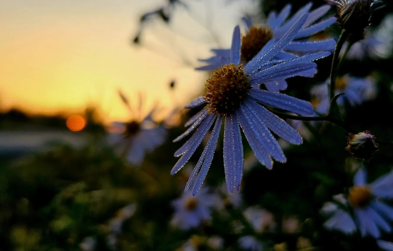 Photo wallpaper sunrise, chamomile, Flowers