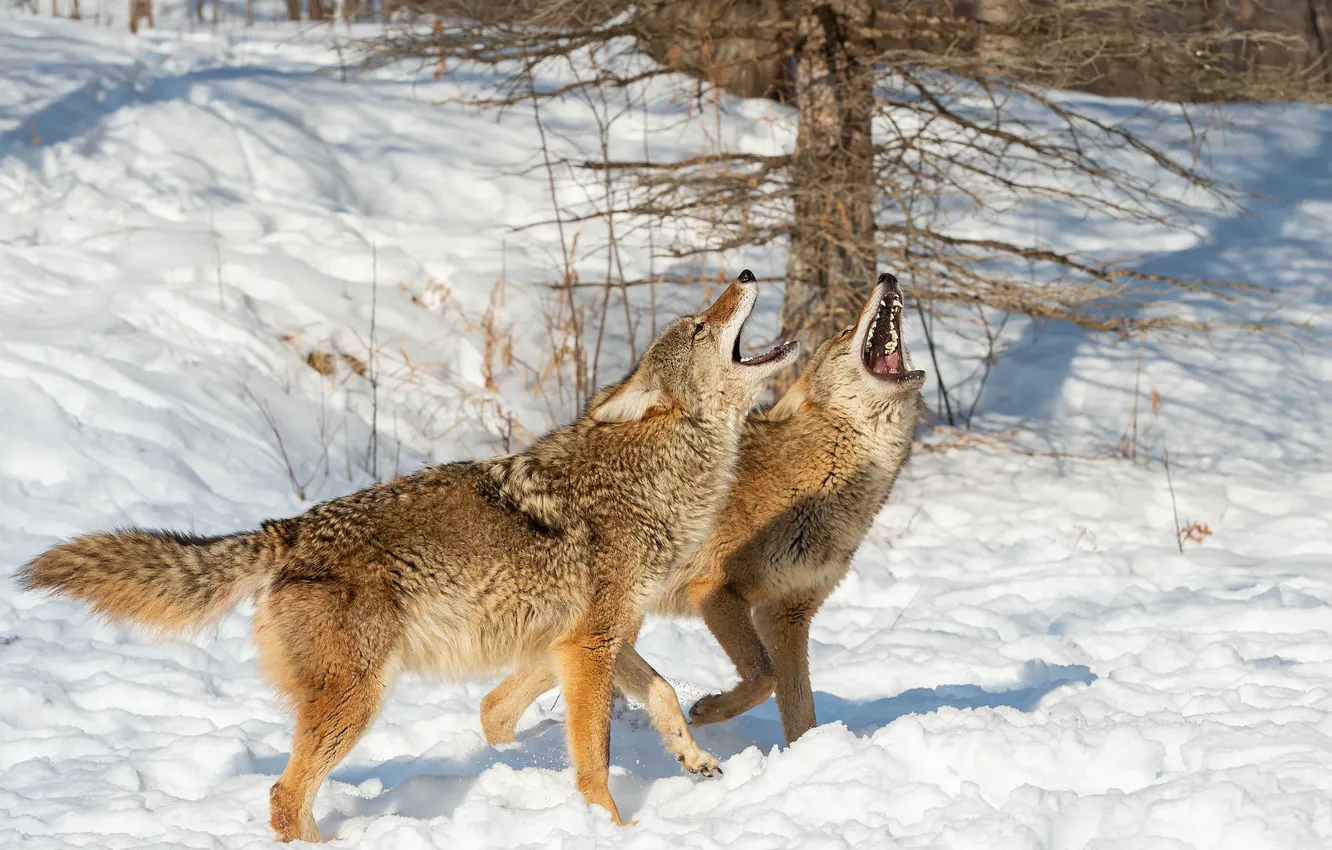 Photo wallpaper winter, forest, face, light, snow, trees, branches, nature
