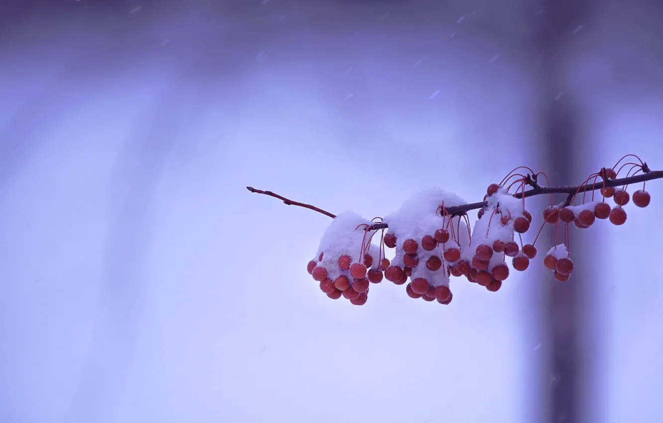 Photo wallpaper winter, snow, berries, branch, fruit