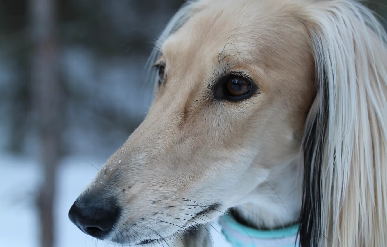 Photo wallpaper look, face, the Afghan hound