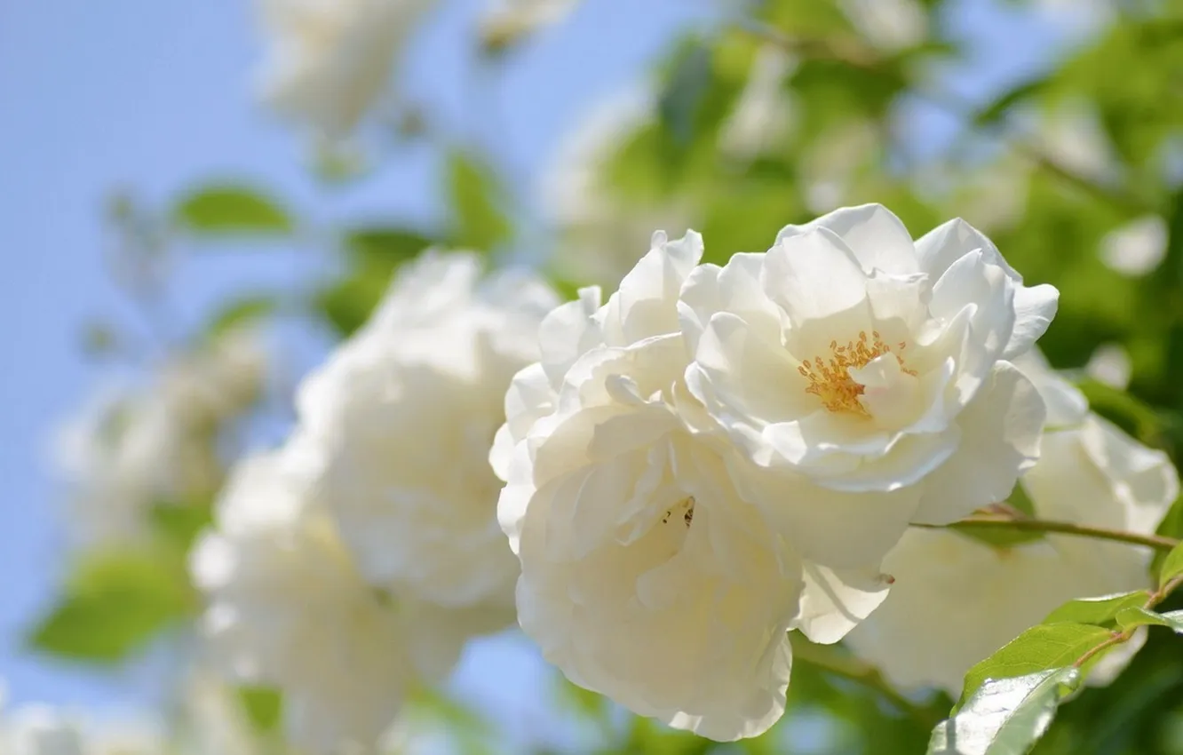 Photo wallpaper white, macro, flowers, nature, photo