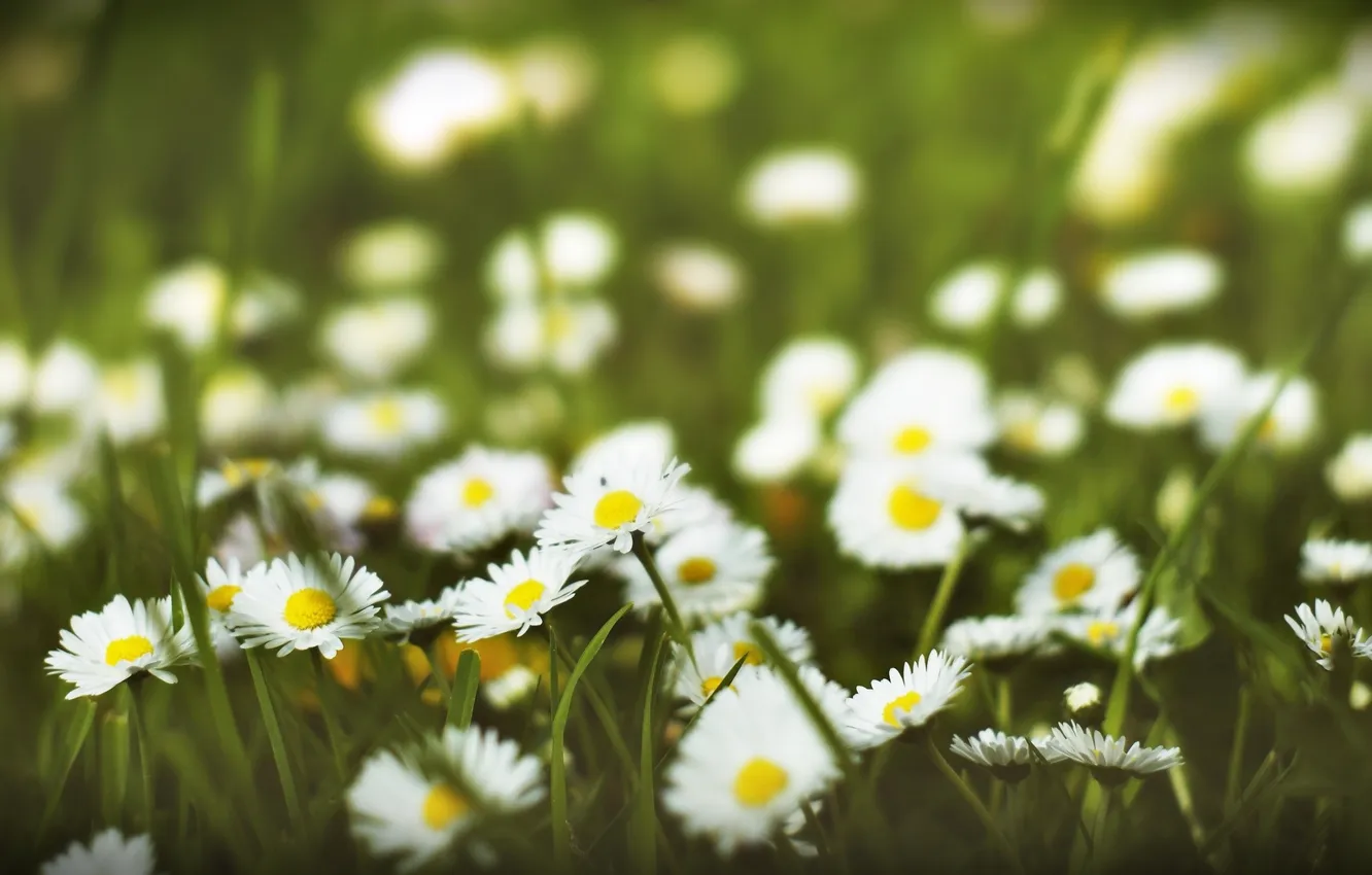 Photo wallpaper field, summer, chamomile