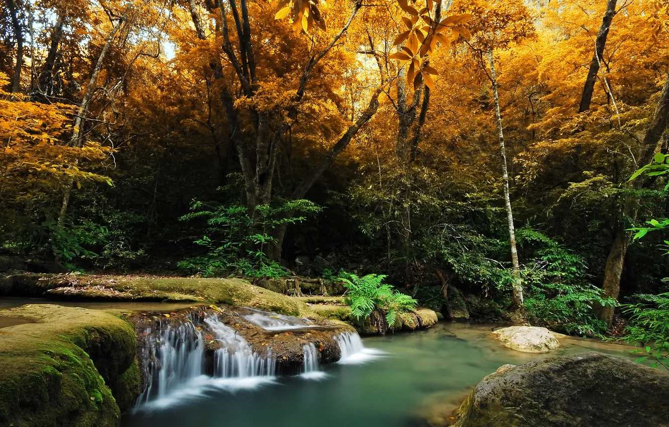 Photo wallpaper autumn, forest, trees, stream, stones, waterfall, moss